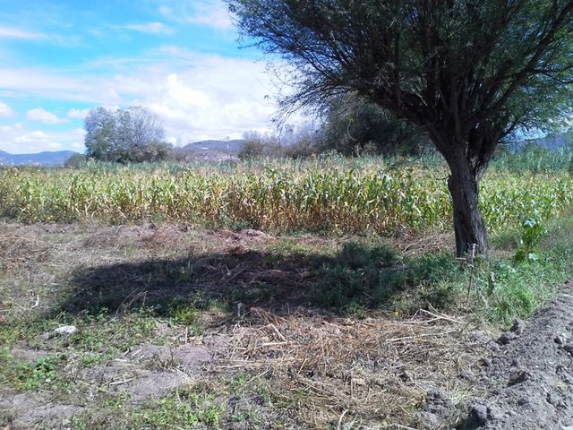 Sin Nombre
